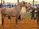 Horse auction (西班牙)